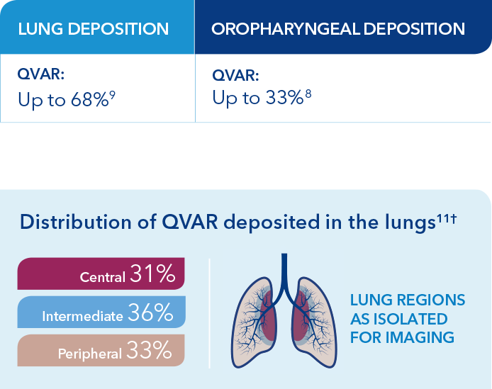 Table showing deposition of QVAR to be 68% for lungs and 33% for Oropharyngeal and distribution spots for QVAR.